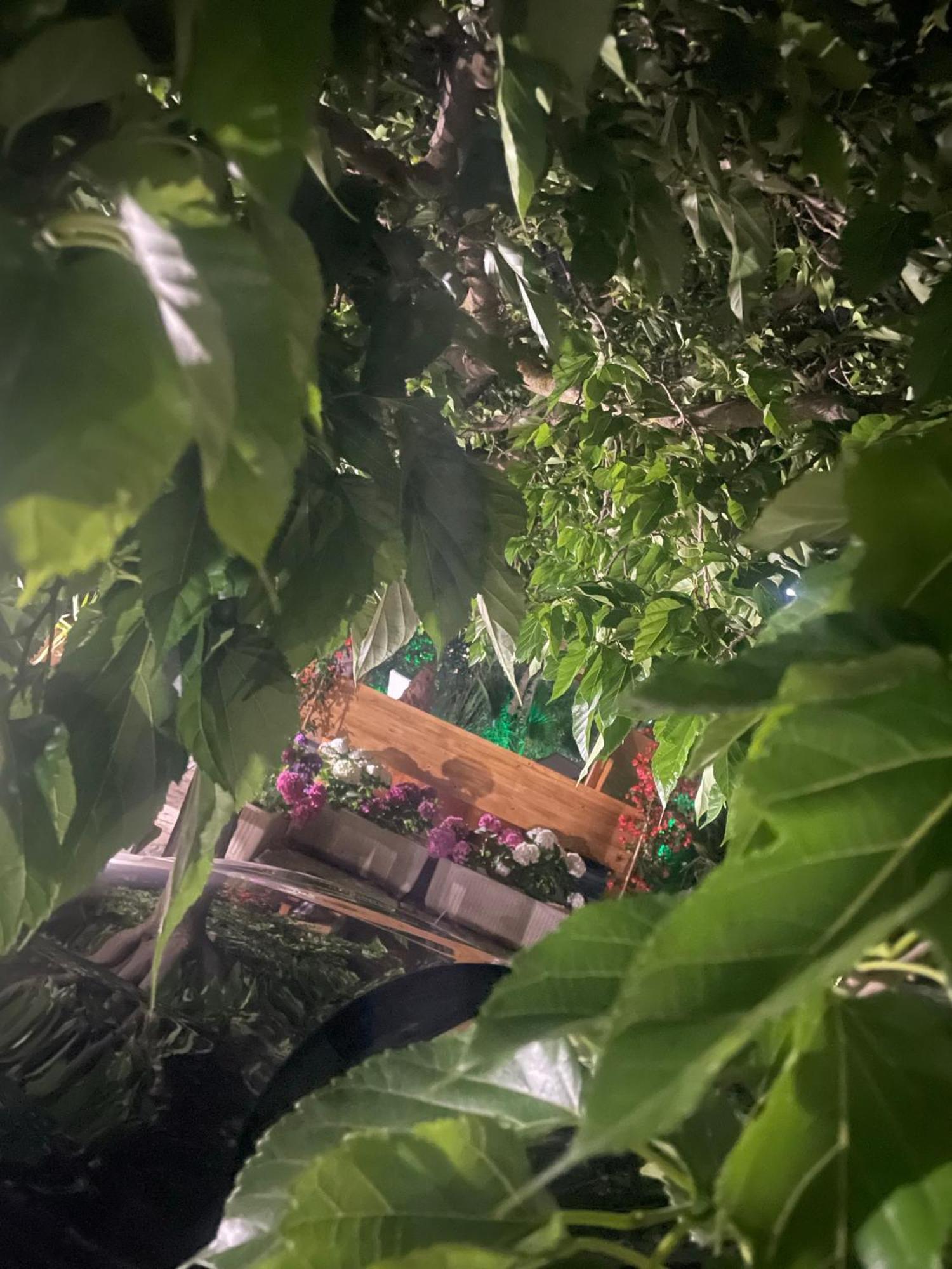 Villa Romina Selva Di Fasano Εξωτερικό φωτογραφία